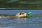 playing Jack Russell Terrier