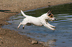 running Jack Russell Terrier