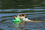 playing Jack Russell Terrier