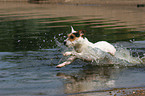 jumping Jack Russell Terrier