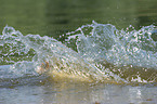 splashing Jack Russell Terrier