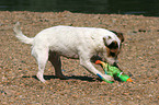 Jack Russell Terrier with toy