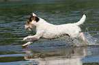 running Jack Russell Terrier