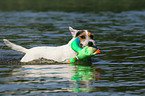 playing Jack Russell Terrier