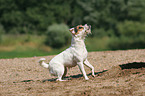 sitting Jack Russell Terrier
