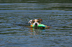 playing Jack Russell Terrier