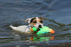 playing Jack Russell Terrier