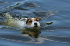 swimming Jack Russell Terrier