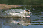 jumping Jack Russell Terrier