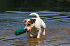 playing Jack Russell Terrier