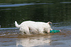 playing Jack Russell Terrier