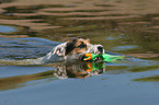 playing Jack Russell Terrier