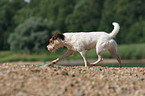 wet Jack Russell Terrier