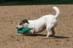 Jack Russell Terrier with toy