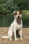 sitting Jack Russell Terrier