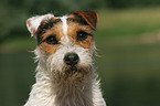Jack Russell Terrier Portrait