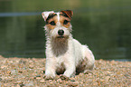 lying Jack Russell Terrier