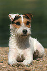 lying Jack Russell Terrier