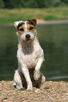 sitting Jack Russell Terrier