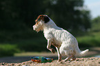 sitting Jack Russell Terrier