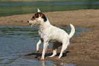 Jack Russell Terrier on the lake