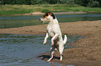 Jack Russell Terrier shows trick