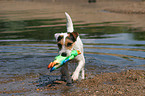 playing Jack Russell Terrier