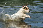 jumping Jack Russell Terrier