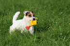 fetching Jack Russell Terrier