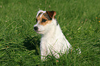 sitting Jack Russell Terrier