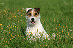 sitting Jack Russell Terrier