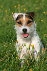 sitting Jack Russell Terrier