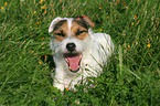 yawning Jack Russell Terrier