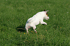 jumping Jack Russell Terrier