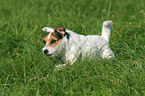 running Jack Russell Terrier