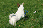 playing Jack Russell Terrier