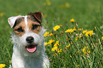 Jack Russell Terrier Portrait