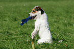 Jack Russell Terrier shows trick