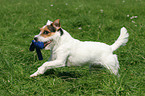 playing Jack Russell Terrier