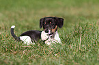 Jack Russell Terrier Puppy