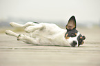 lying Parson Russell Terrier