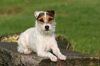lying Jack Russell Terrier