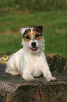 lying Jack Russell Terrier