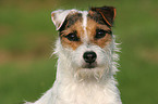 lying Jack Russell Terrier Portrait