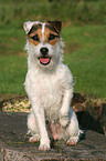 sitting Jack Russell Terrier