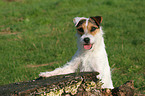 Jack Russell Terrier in summer