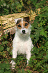 sitting Jack Russell Terrier