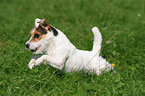 running Jack Russell Terrier