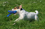 playing Jack Russell Terrier