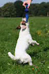 playing Jack Russell Terrier